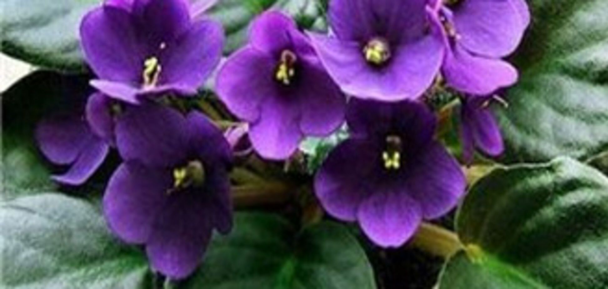 Американська сім'я помилково продала прах своєї бабусі