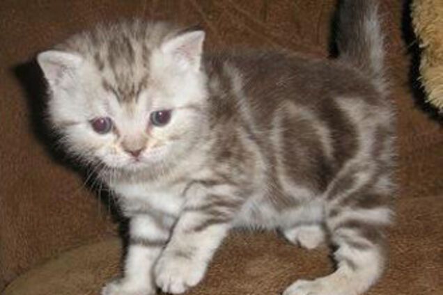 Как приучить кота к туалету