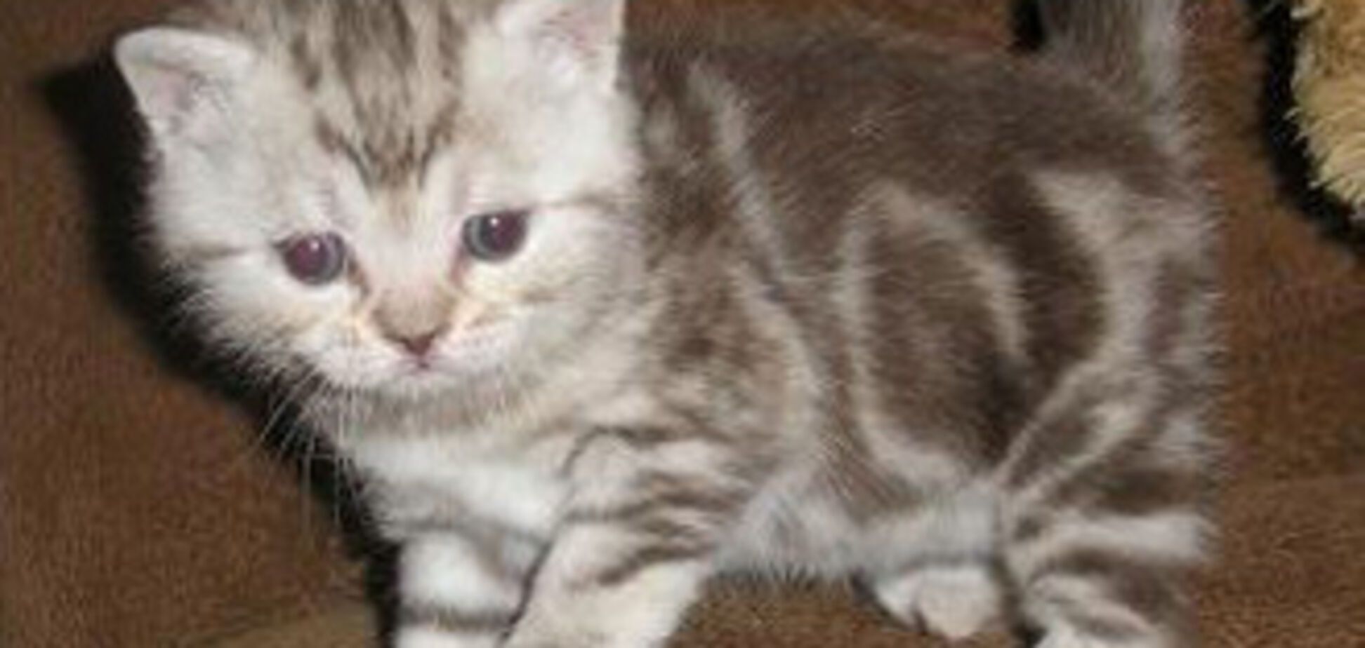 Как приучить кота к туалету