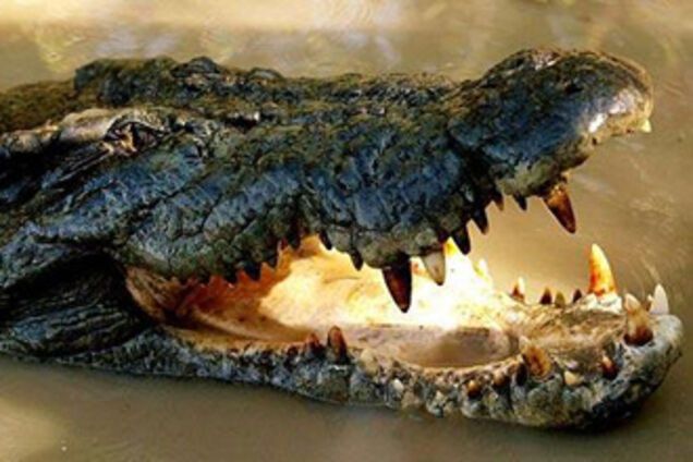 Самолет в Конго разбился из-за крокодила