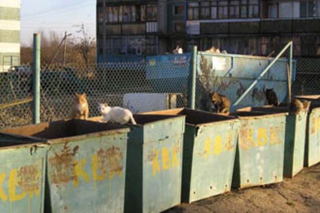 Замерзлого дитини знайшли в сміттєвому баку