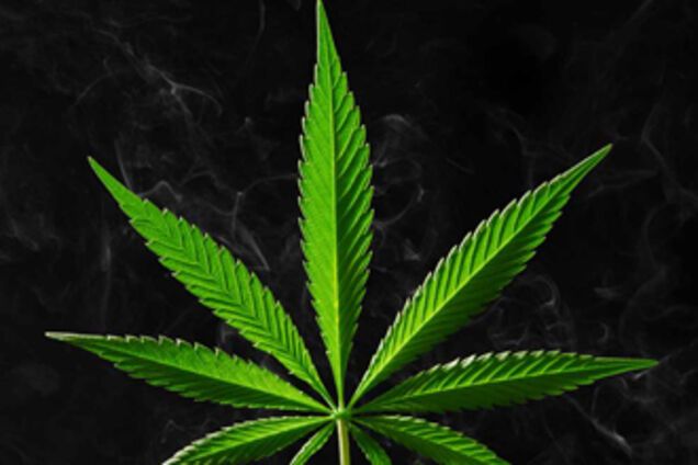 Ученые вывели скучный сорт конопли