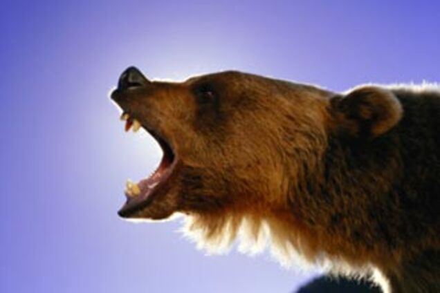 Голодные российские медведи выкапывают и поедают покойников