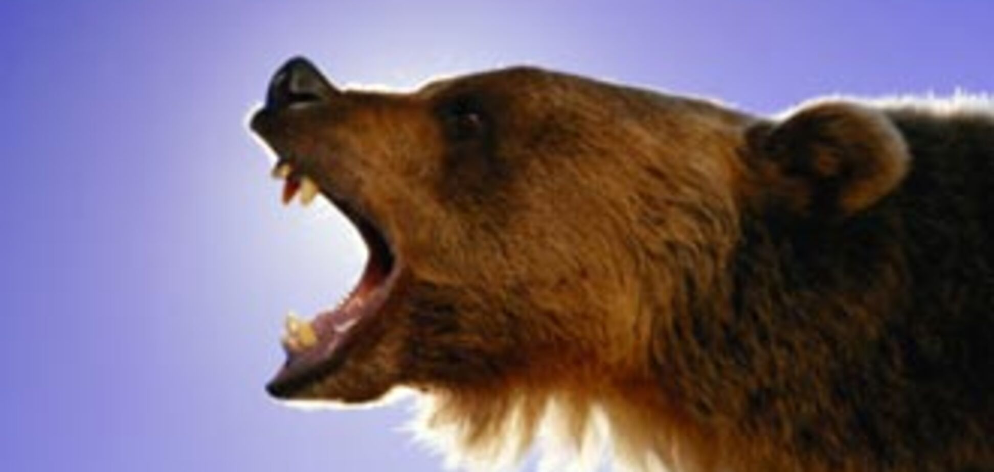 Голодные российские медведи выкапывают и поедают покойников