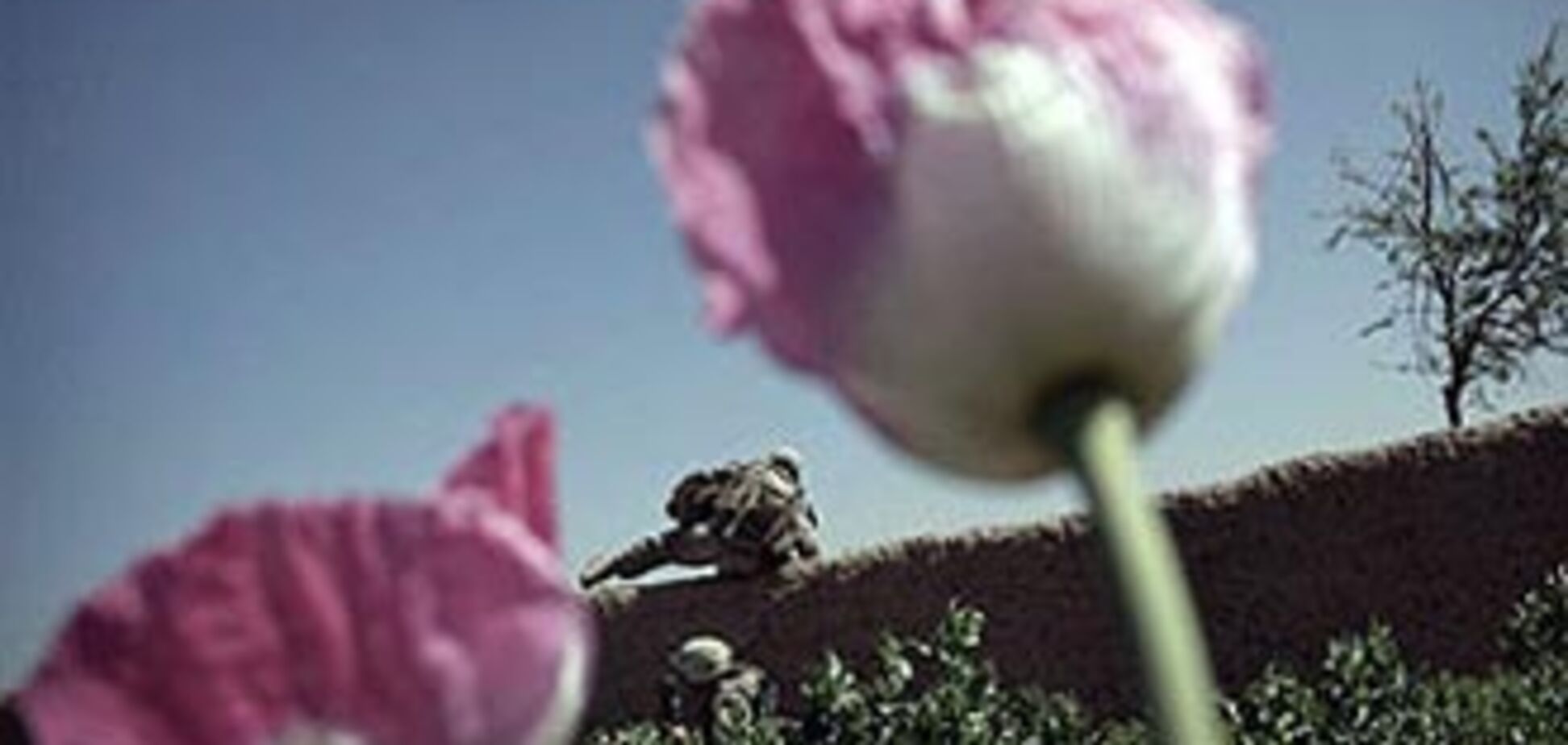 США и Россия уничтожили в Афганистане 200 млн доз героина