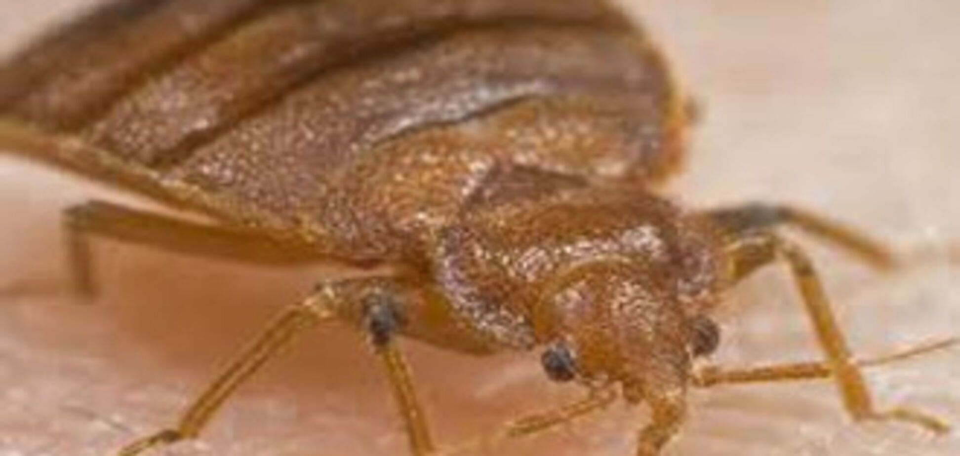 В США тревога: клопы, захватившие Нью-Йорк, добрались до ООН