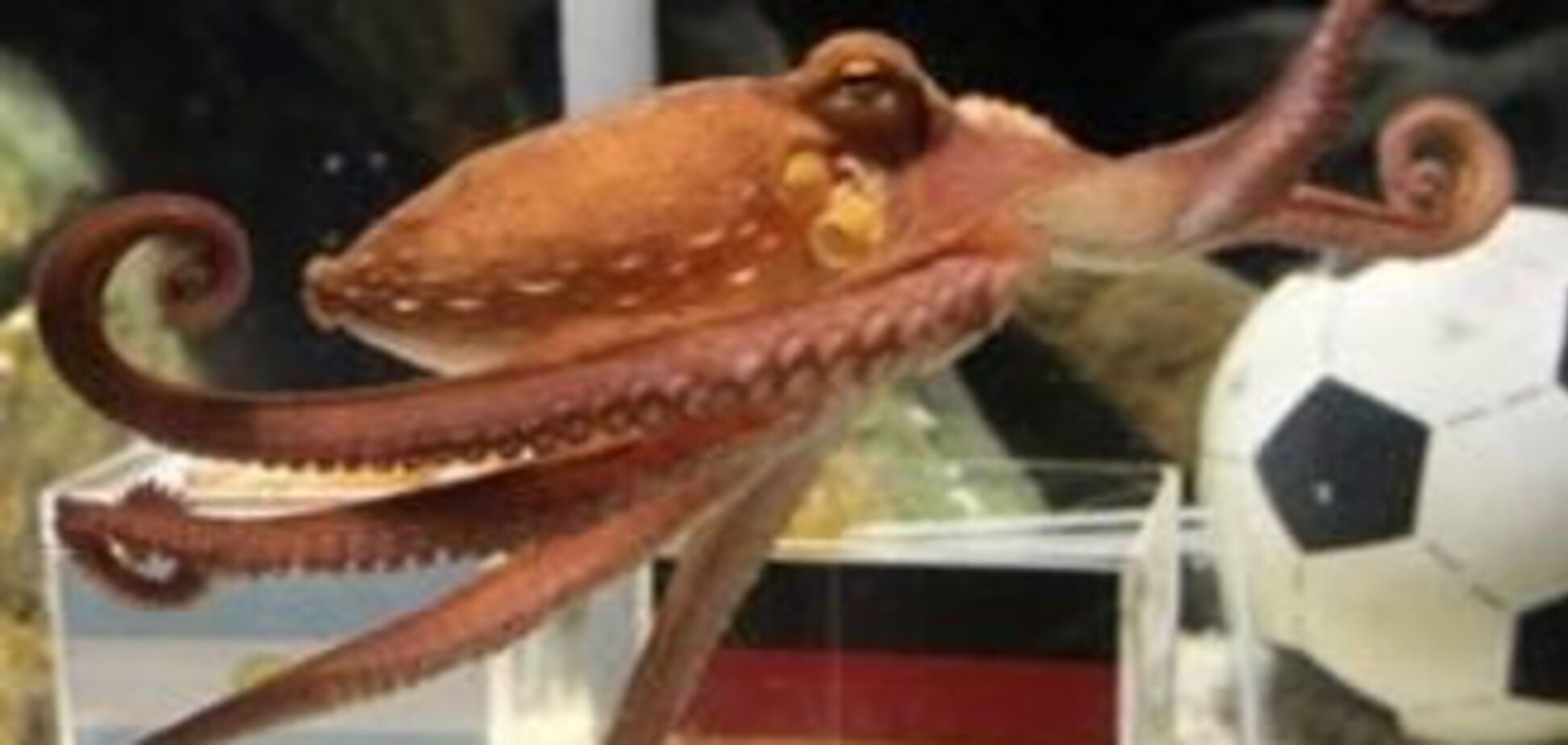 Китайский режиссер снял фильм: 'Убить осьминога Пауля'