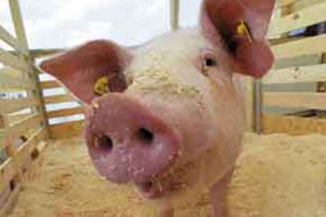 Главі виборчкому підкинули свинячу голову і чотири квіточки