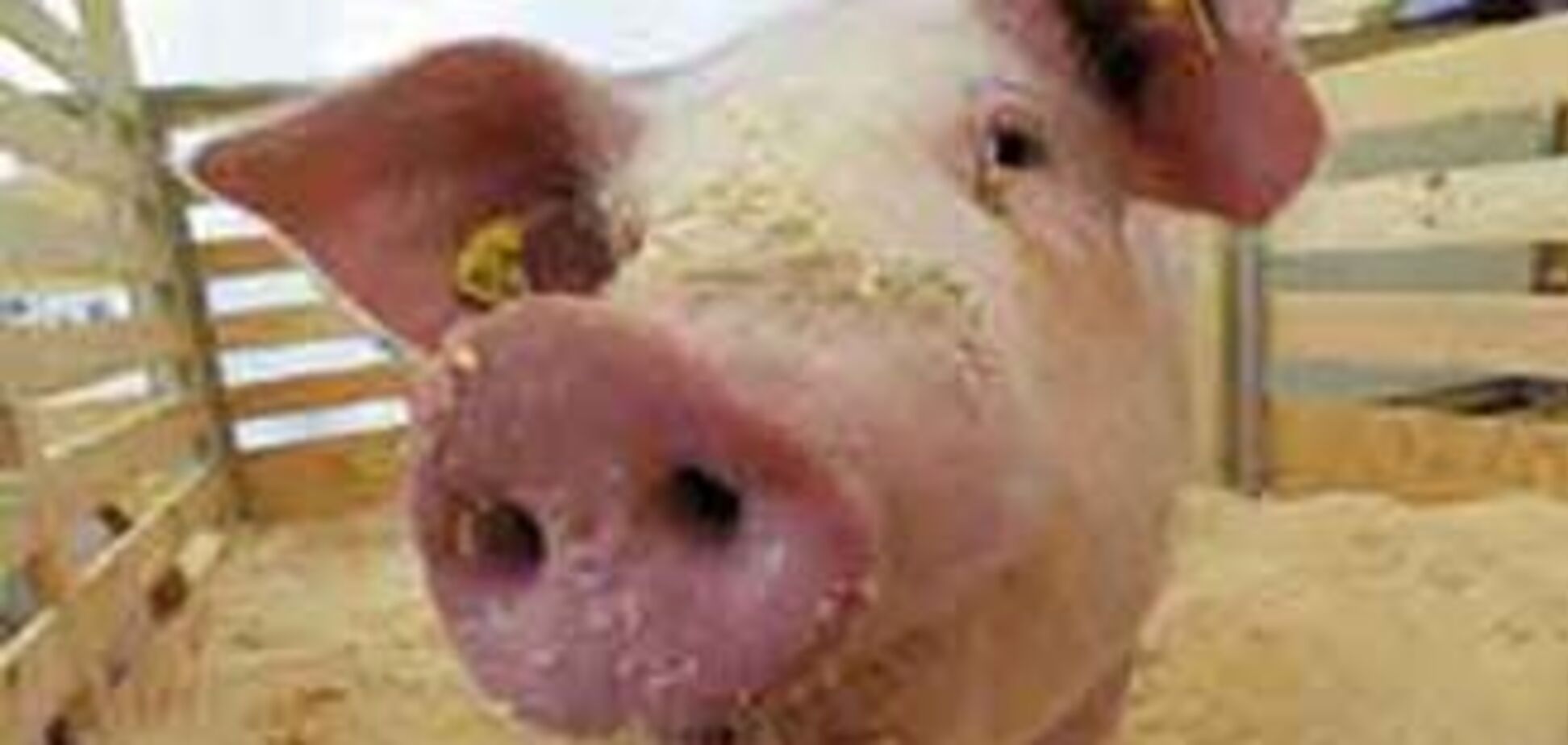 Главі виборчкому підкинули свинячу голову і чотири квіточки