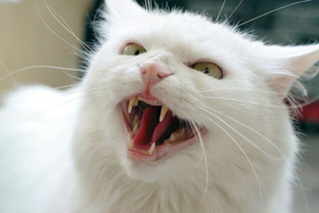 ТОП-10 найбільш дратівливих рис людського характеру