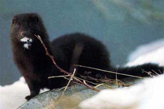 З ферми втекли 17 тисяч норок