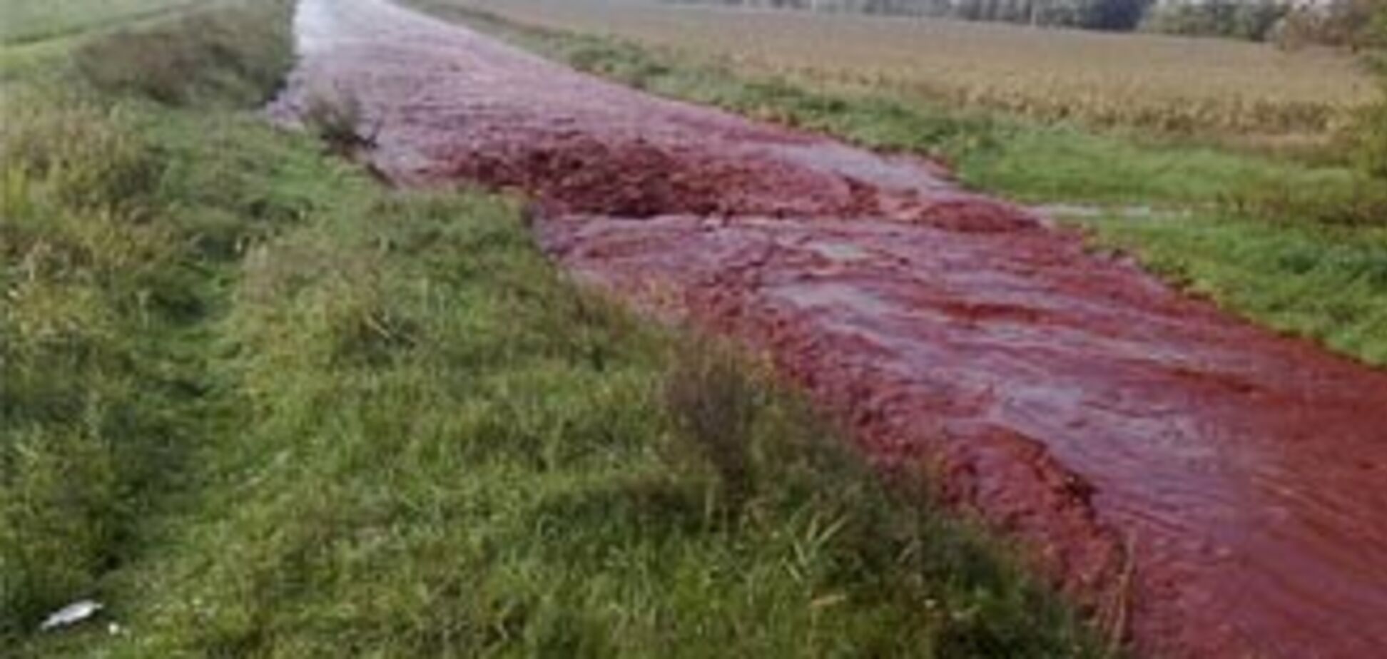 Екокатастрофа: отруйні відходи потрапили в Дунай. ФОТО, ВІДЕО