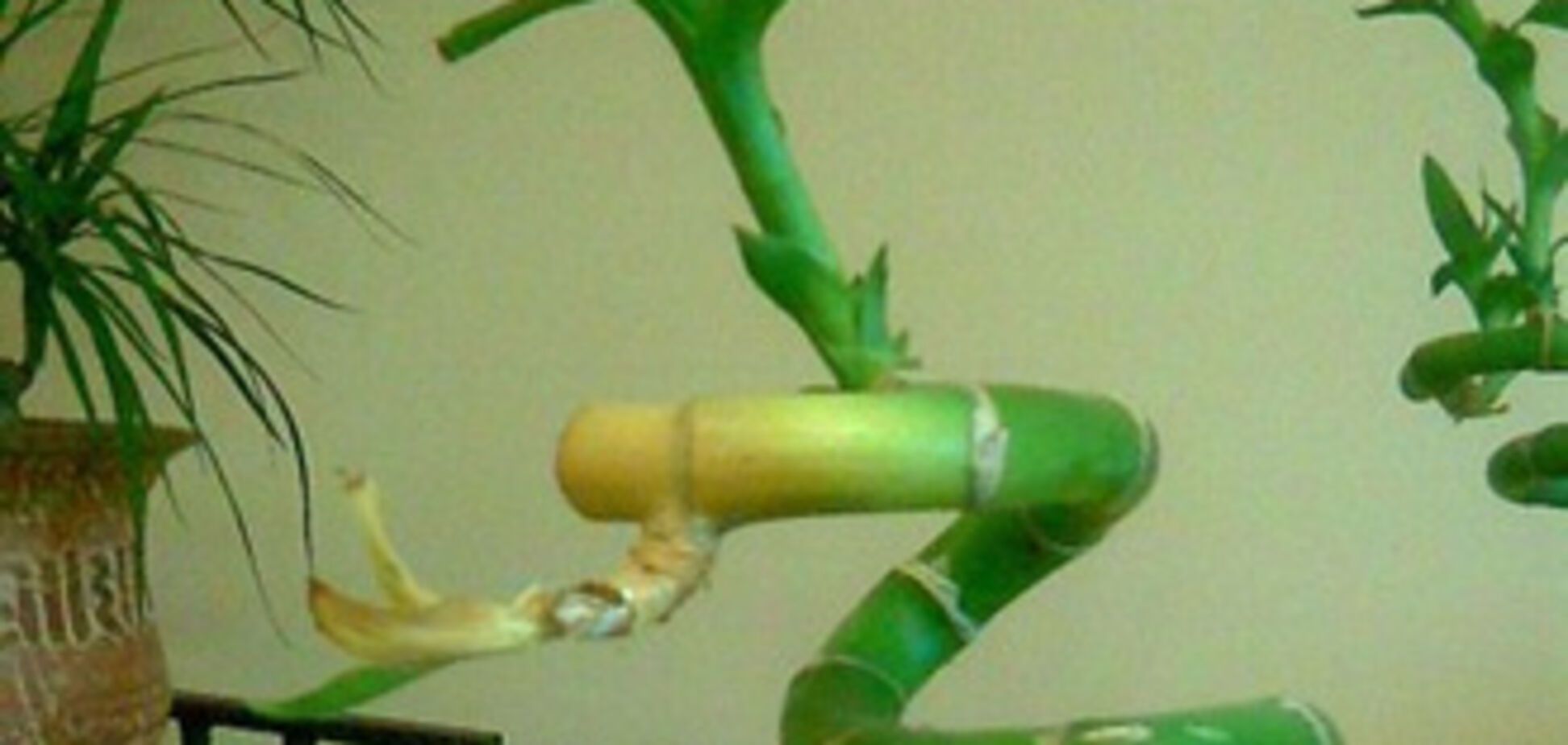 Рослина, яке притягує удачу