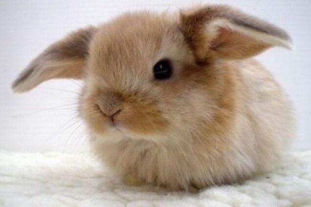 Год Кролика. В 2011 году всем одиноким нужно жениться 