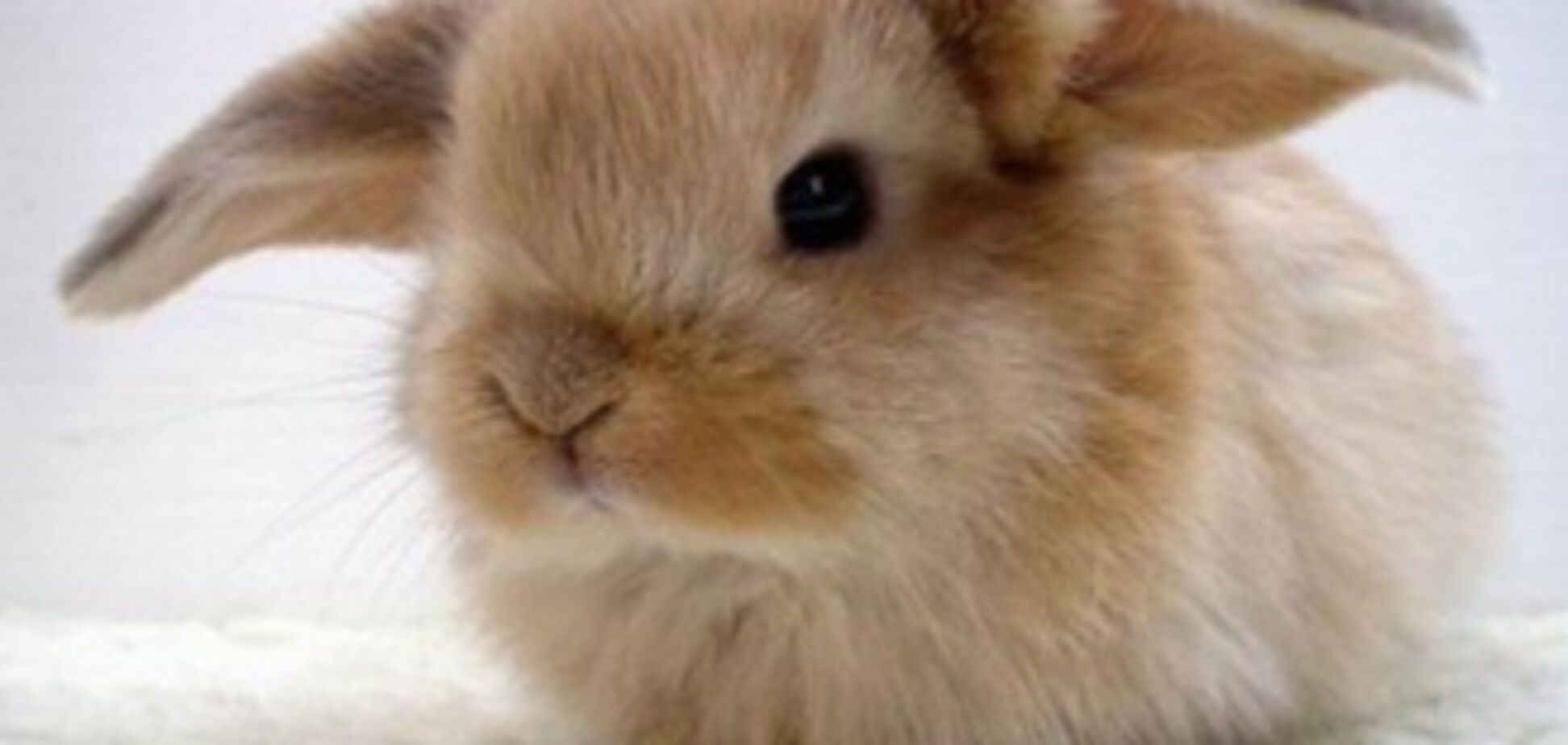 Рік Кролика. У 2011 році всім одиноким потрібно одружуватися