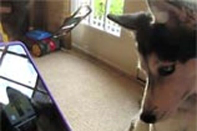 Собака стала зіркою YouTube: 'записала' пісню. ВІДЕО