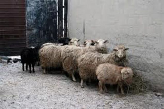 Мусульмане празднуют Курбан-байрам - самый большой праздник 