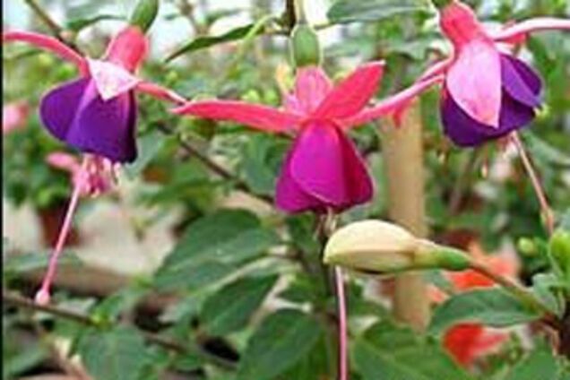 Как комнатные растения влияют на гармонию в семье