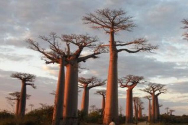 Не многие знают как выглядит дерево баобаба