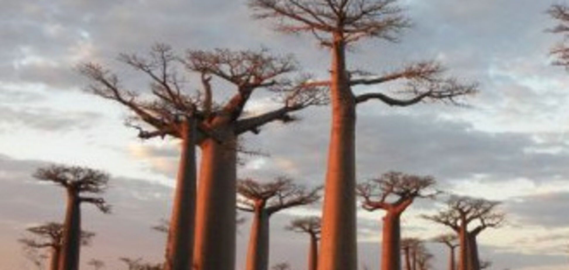 Не многие знают как выглядит дерево баобаба
