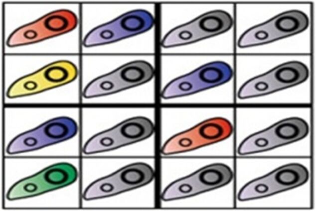 Японцы научили бактерии решать кроссворды