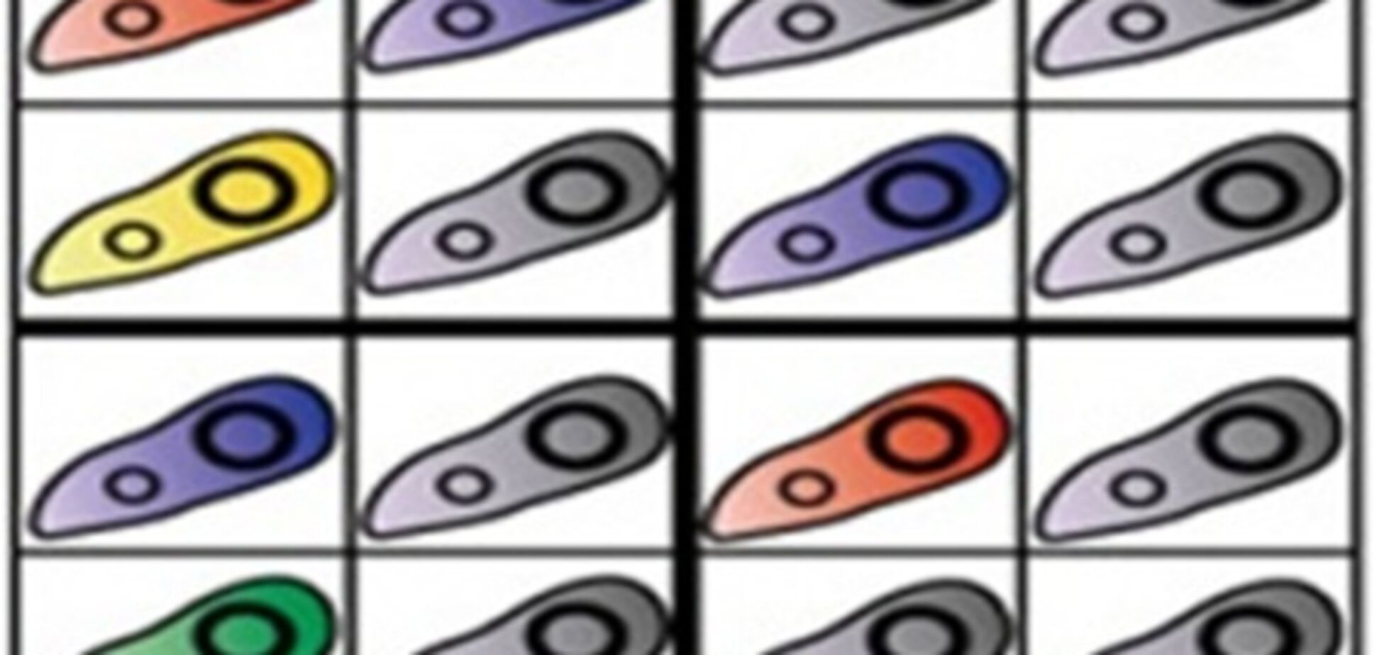 Японцы научили бактерии решать кроссворды