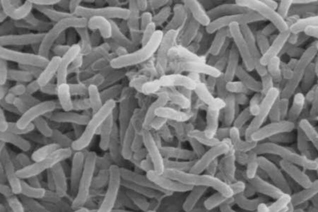 Холера из Гаити уже добралась в США