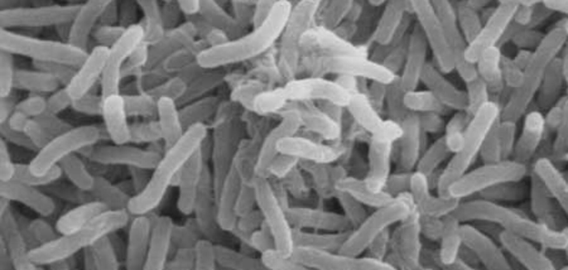 Холера из Гаити уже добралась в США