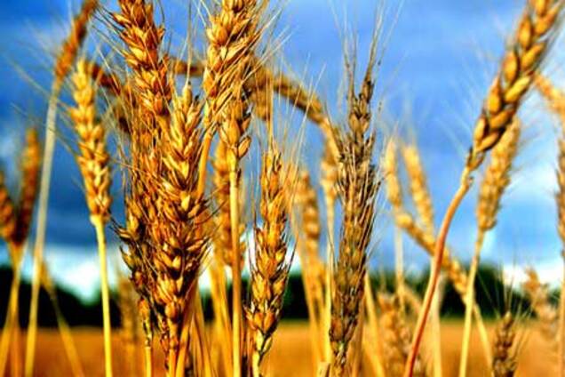 ООН: цены на продукты питания вырастут во всем мире