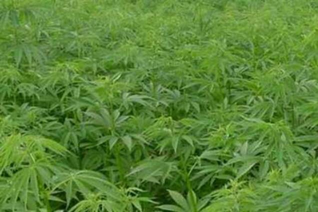 В Прикарпатье собрали конопли на 6 млрд грн