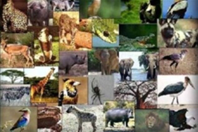 Начата глобальная классификация всех живых существ на Земле