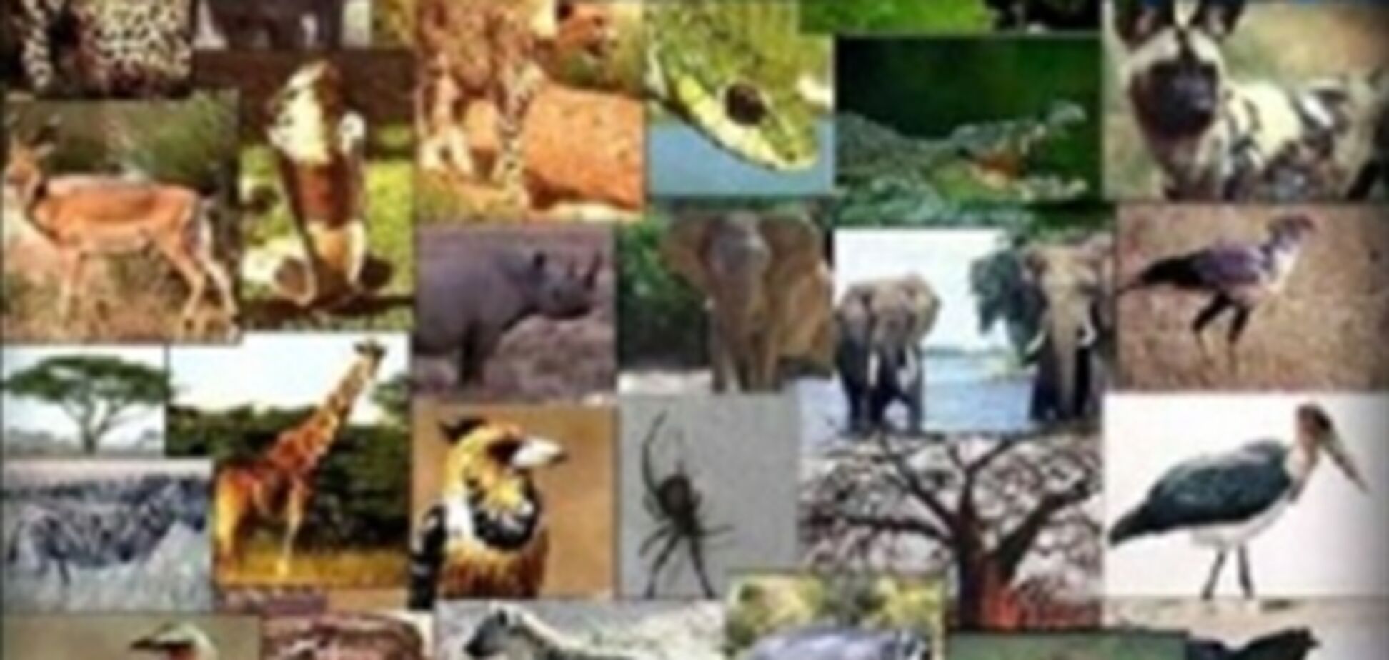 Начата глобальная классификация всех живых существ на Земле