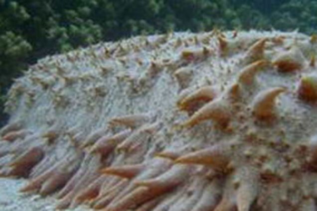 Скоторастение - самое уродливое животное в мире. ФОТО