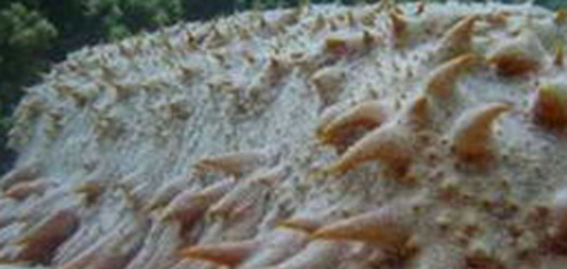 Скоторастение - самое уродливое животное в мире. ФОТО