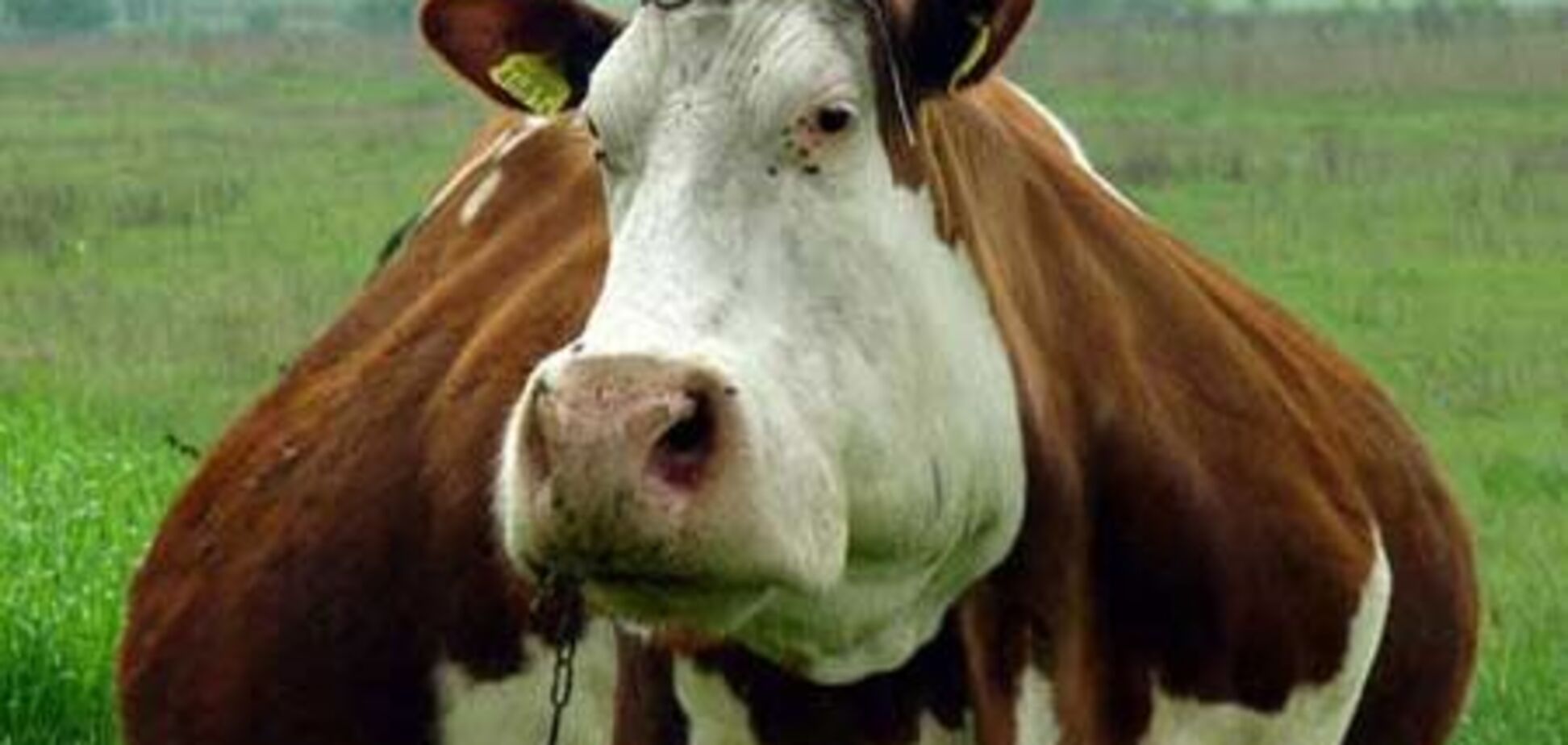 Три коровы столкнули с рельсов пассажирский поезд