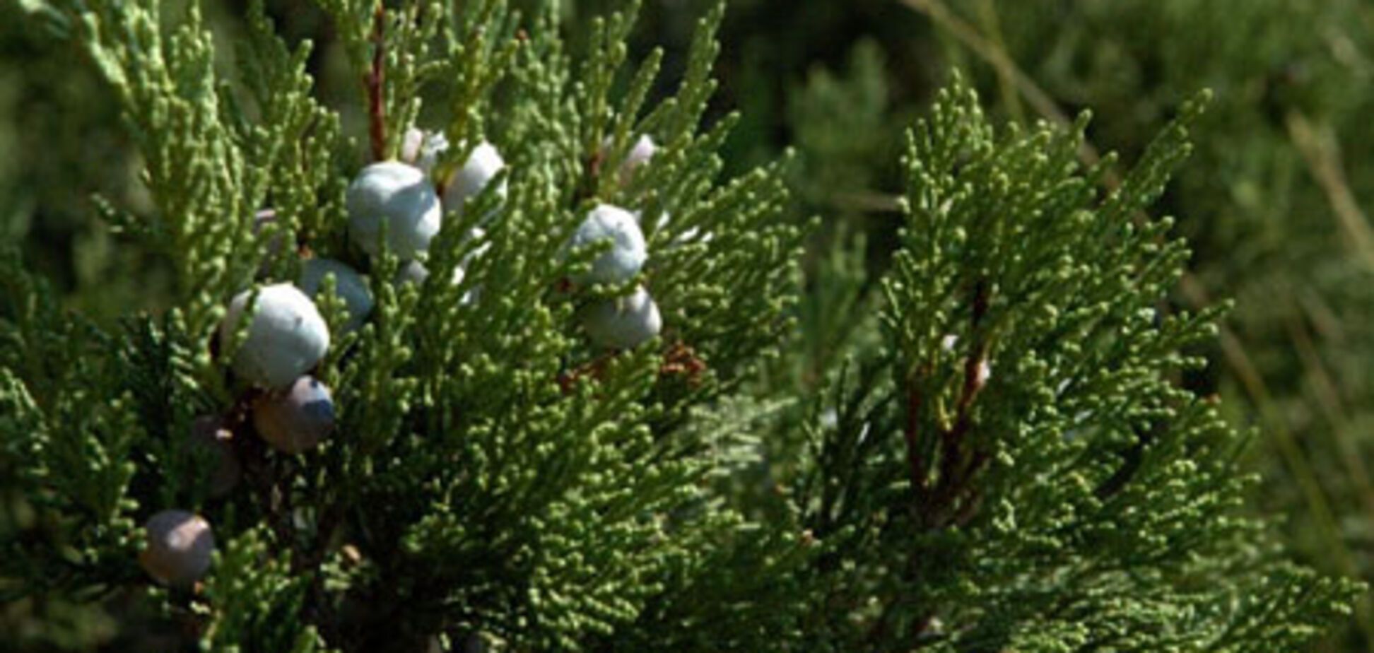 У Криму знайшли найстаріше дерево в Європі