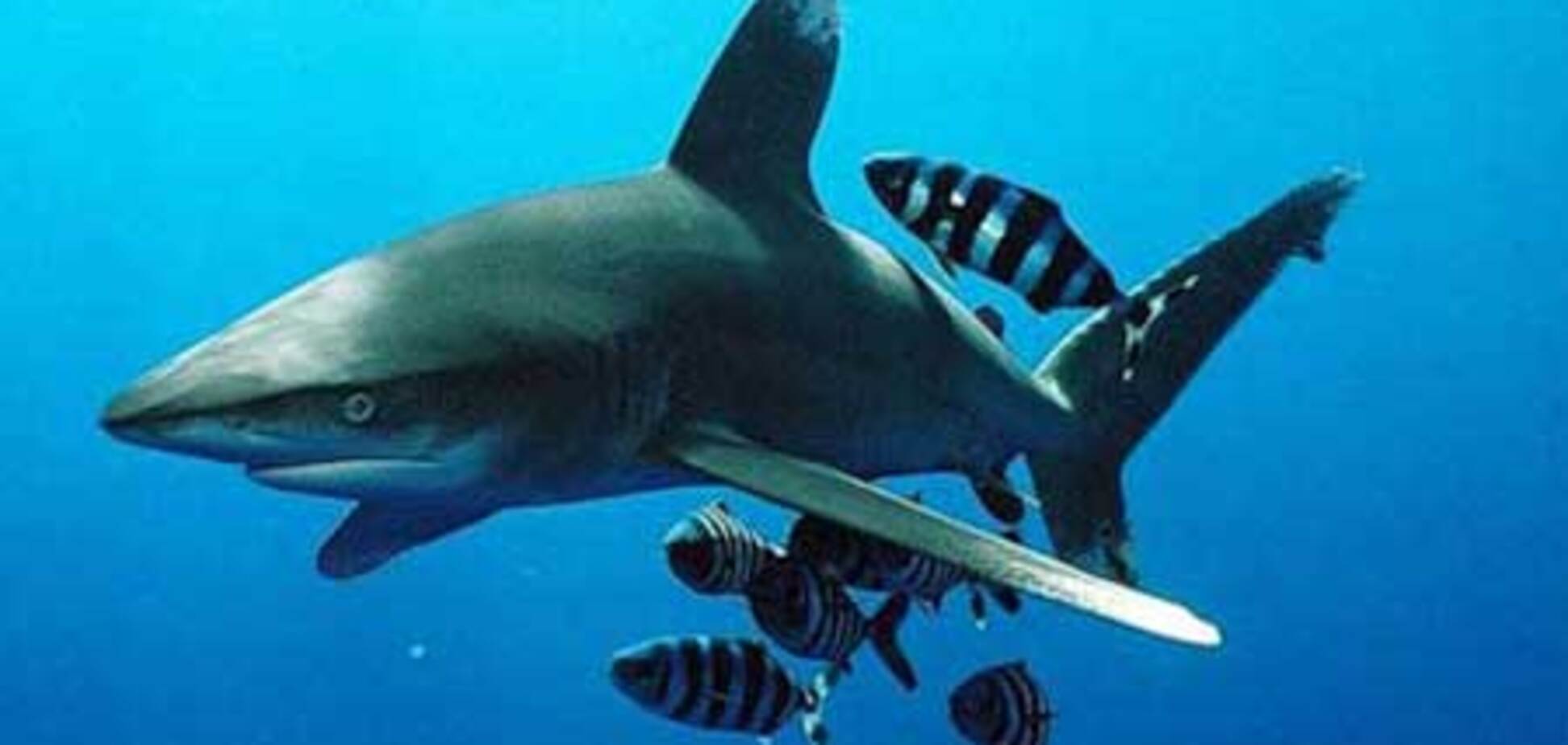 Атлантические акулы на грани вымирания