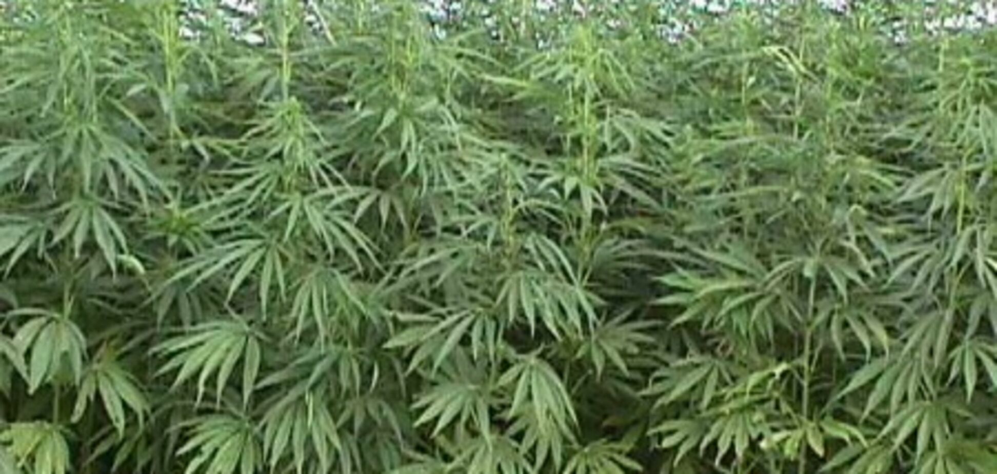 Фермер откармливал коноплей отборных уток