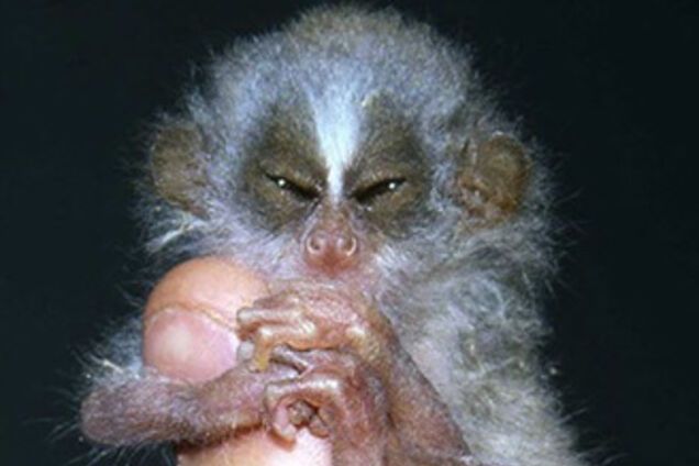 Самые необычные животные на грани вымирания