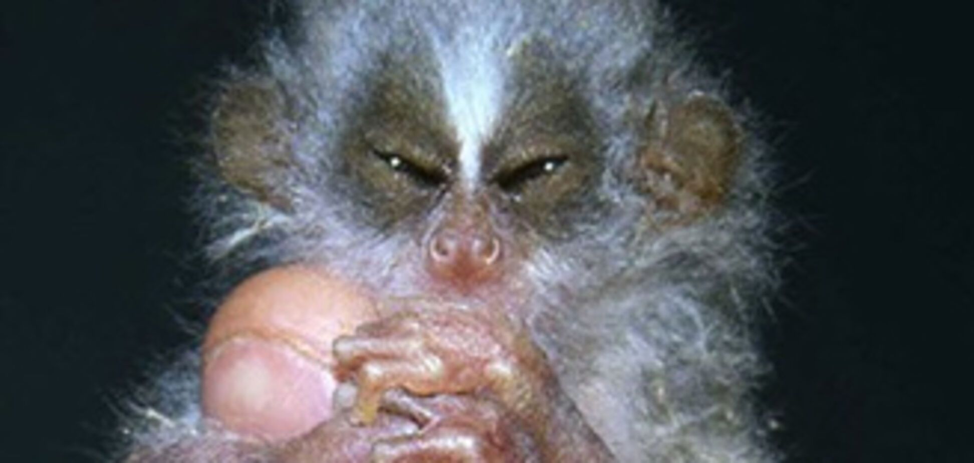 Самые необычные животные на грани вымирания