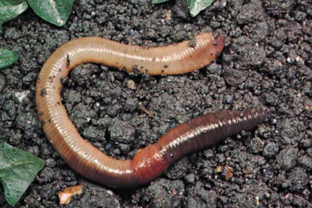 Ученые: Женщины очень похожи на червей