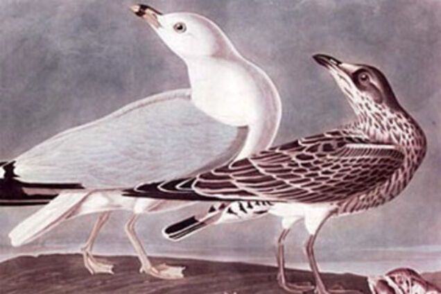 Sotheby's продаст самую дорогую книгу мира