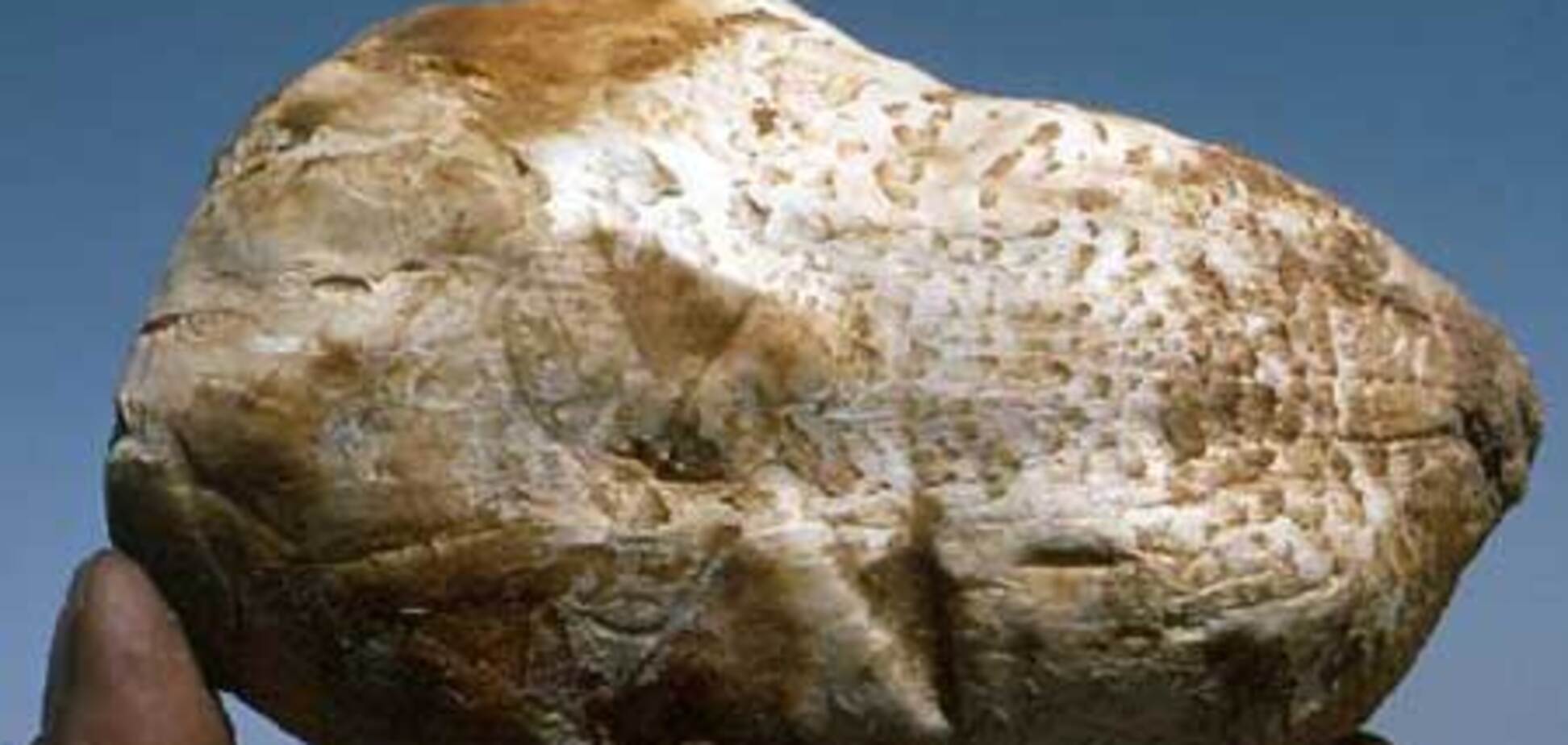 Два білих трюфеля були продані за 330 тисяч доларів