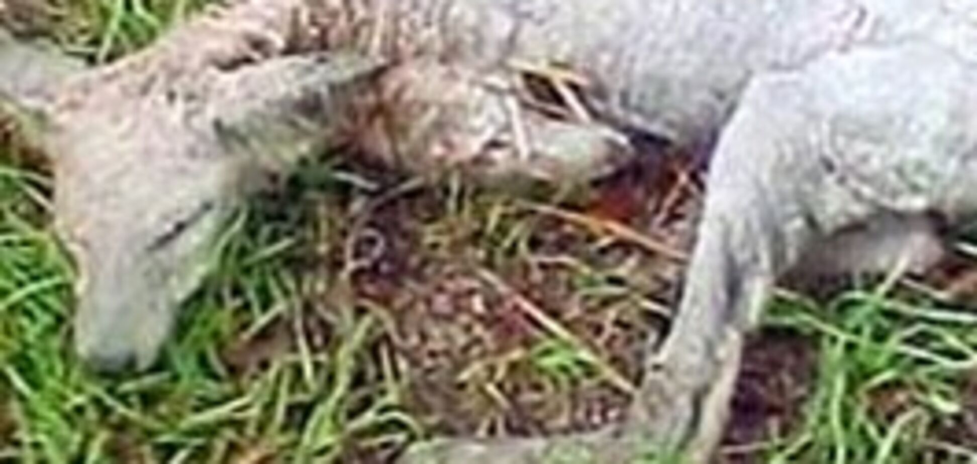 Чупакабра по-звериному объявилась на Сумщине