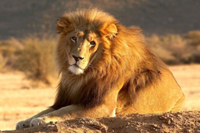 Львы загрызли туриста на глазах у жены