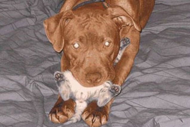 Как кошка с собакой... Удивительные ФОТО