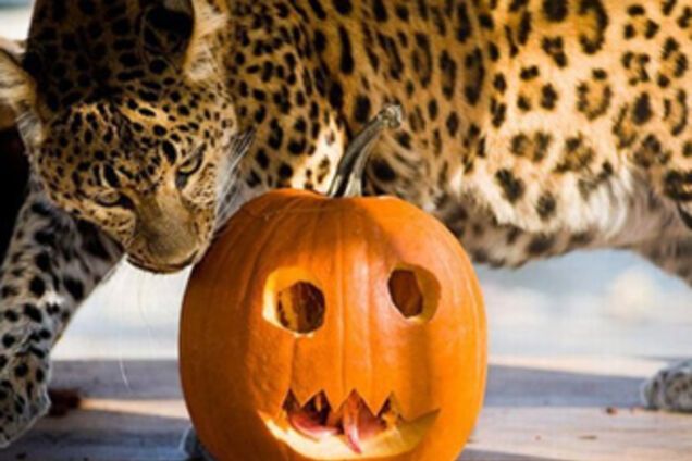 Як тварини готувалися до Хелловіну