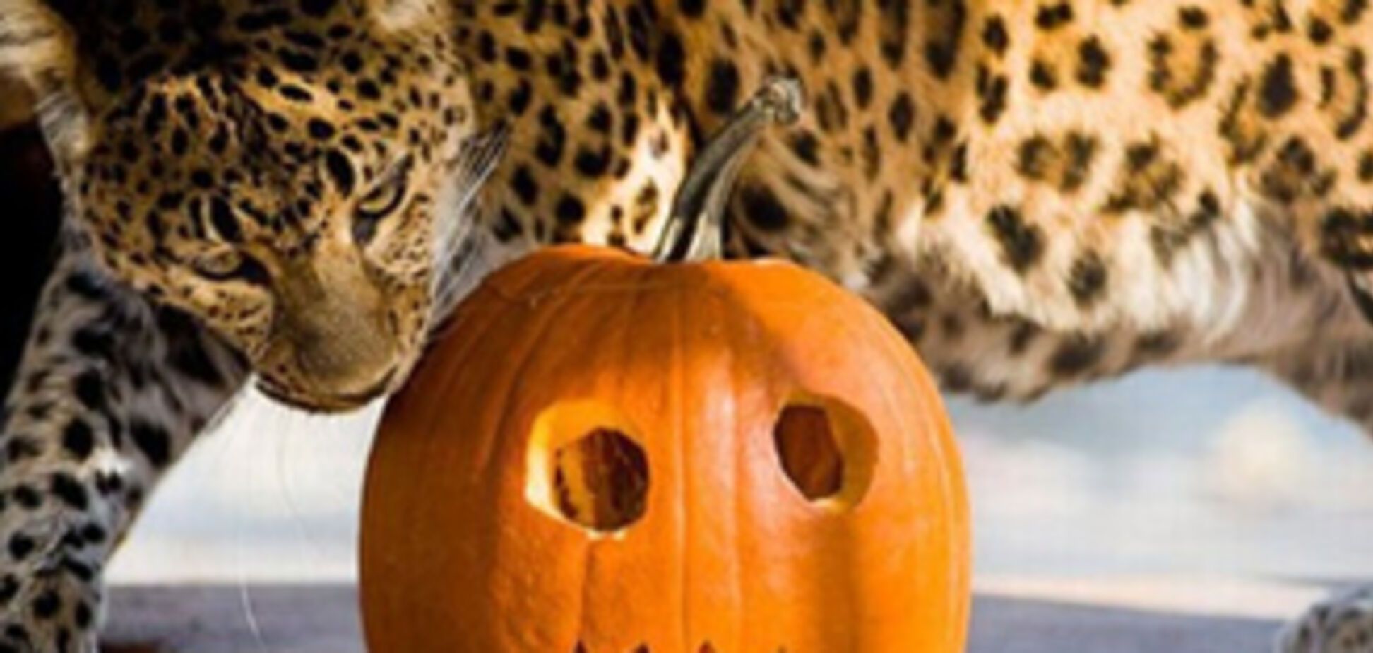 Як тварини готувалися до Хелловіну