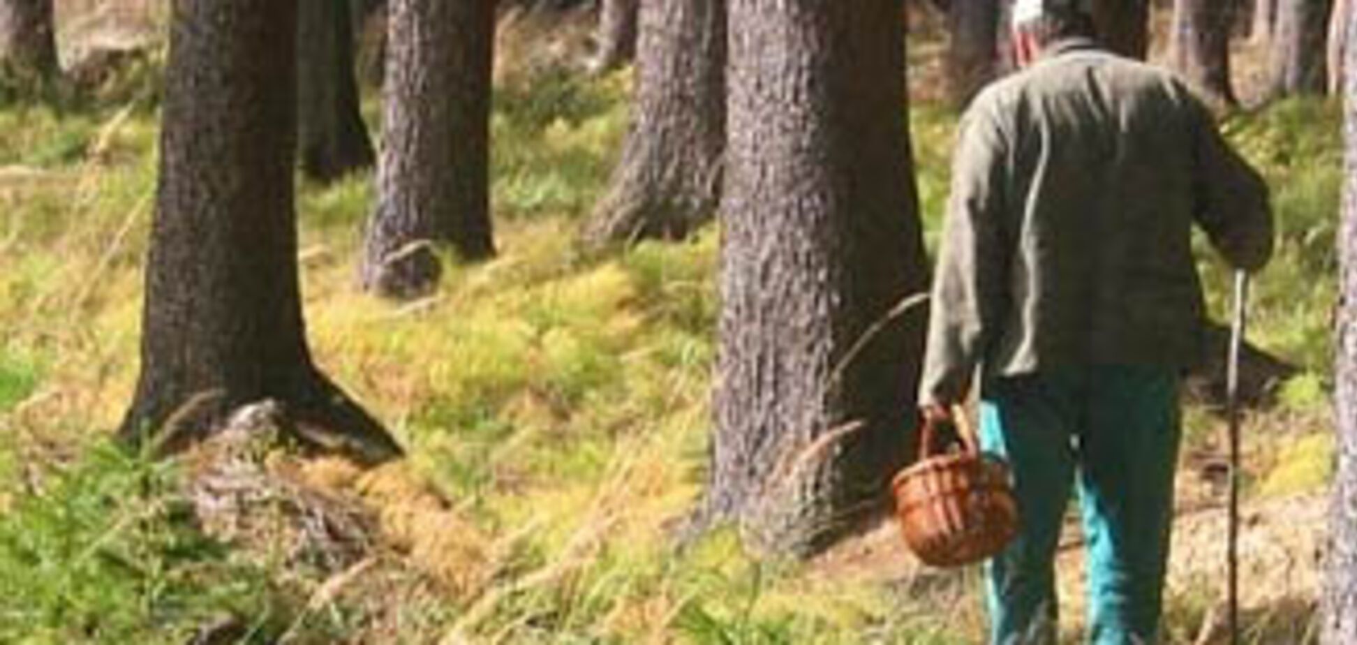 Сезон охоты перенесли: в лесах пока много диких грибников