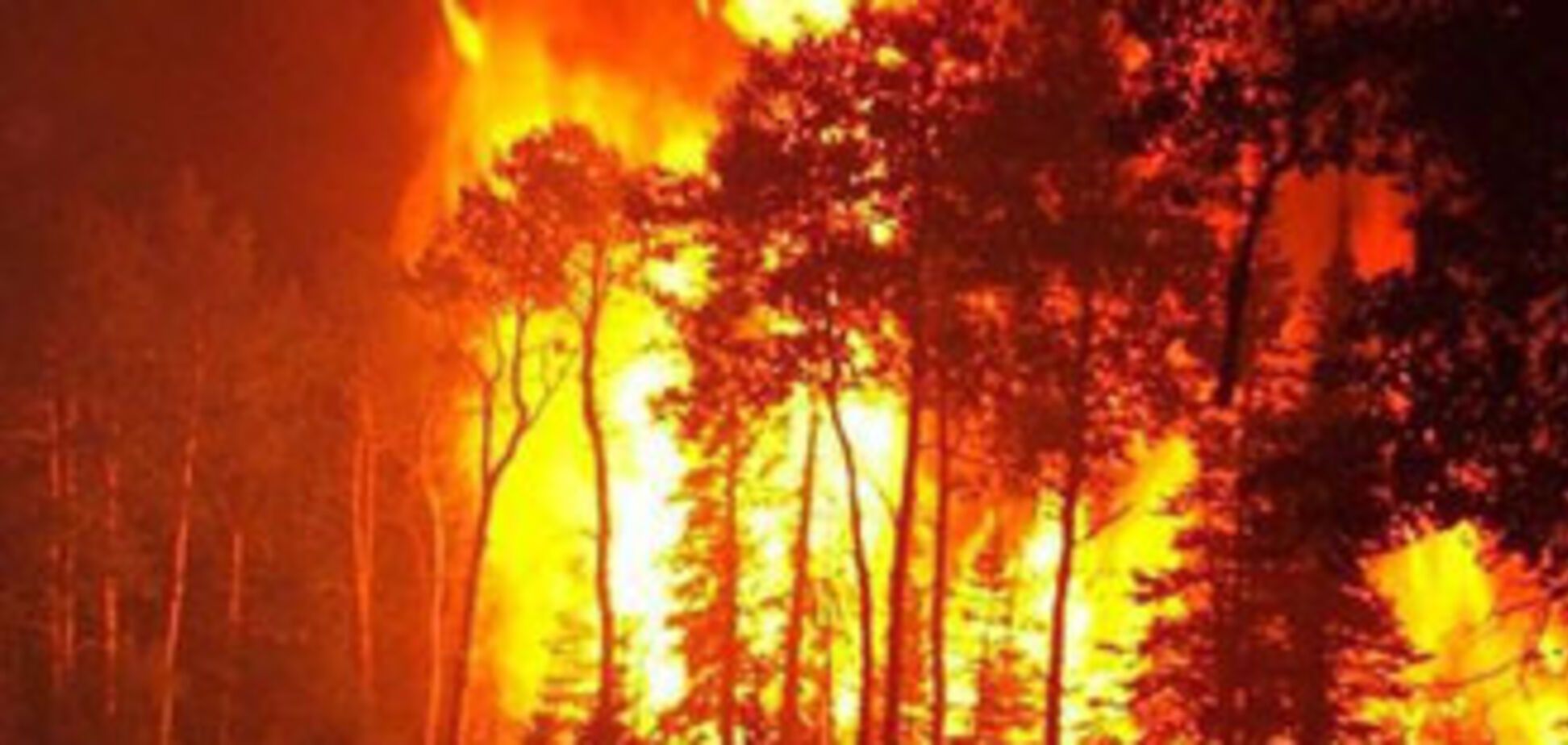 На Харьковщине погибли более 200 свиней